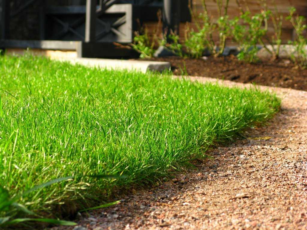 Идеальный газон своими руками (70 фото): как и когда лучше всего сеять газонную траву?