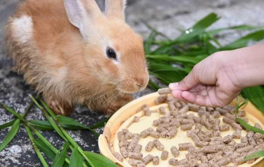 Что едят карликовые кролики: разрешенные и запрещенные корма, особенности кормления
